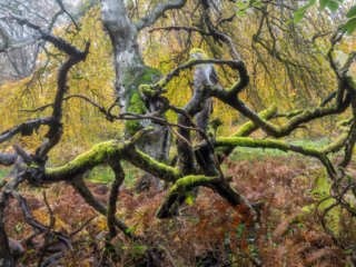 Forest of Verzy in Champagne