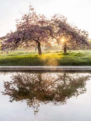Cherry trees in Le Vesinet, Yvelines. France