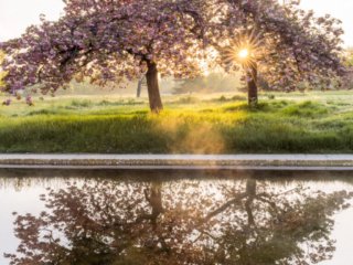 Cherry trees at sunrise, in the mist, at Le Vesinet