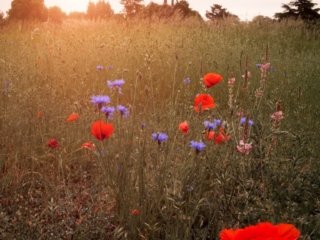 Summer flowers fields in Le Vesinet