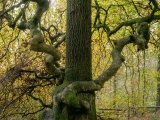Tree of love in the forest of Verzy