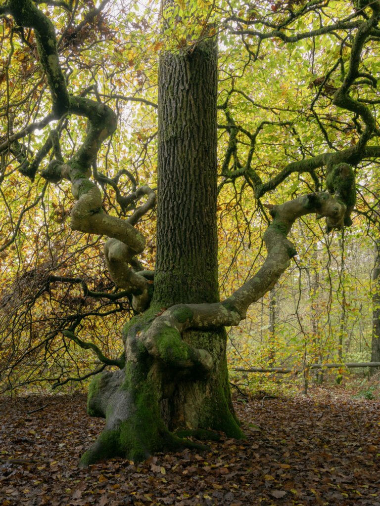 Tree of love in the forest of Verzy