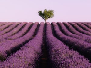 Fields of lavander in Valensole, France.