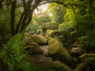 Forest of Huelgoat at sunrise with ferns at the foreground