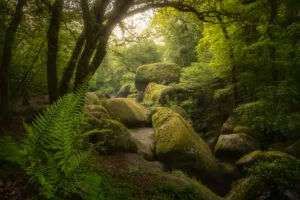 Bosque de Huelgoat, Bretaña, Francia.