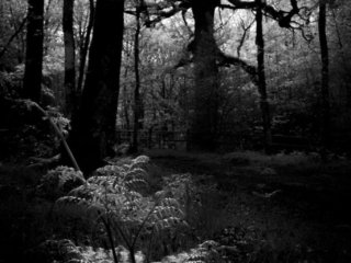 Ch&ecirc;ne des Hindr&eacute;s in Broceliande forest