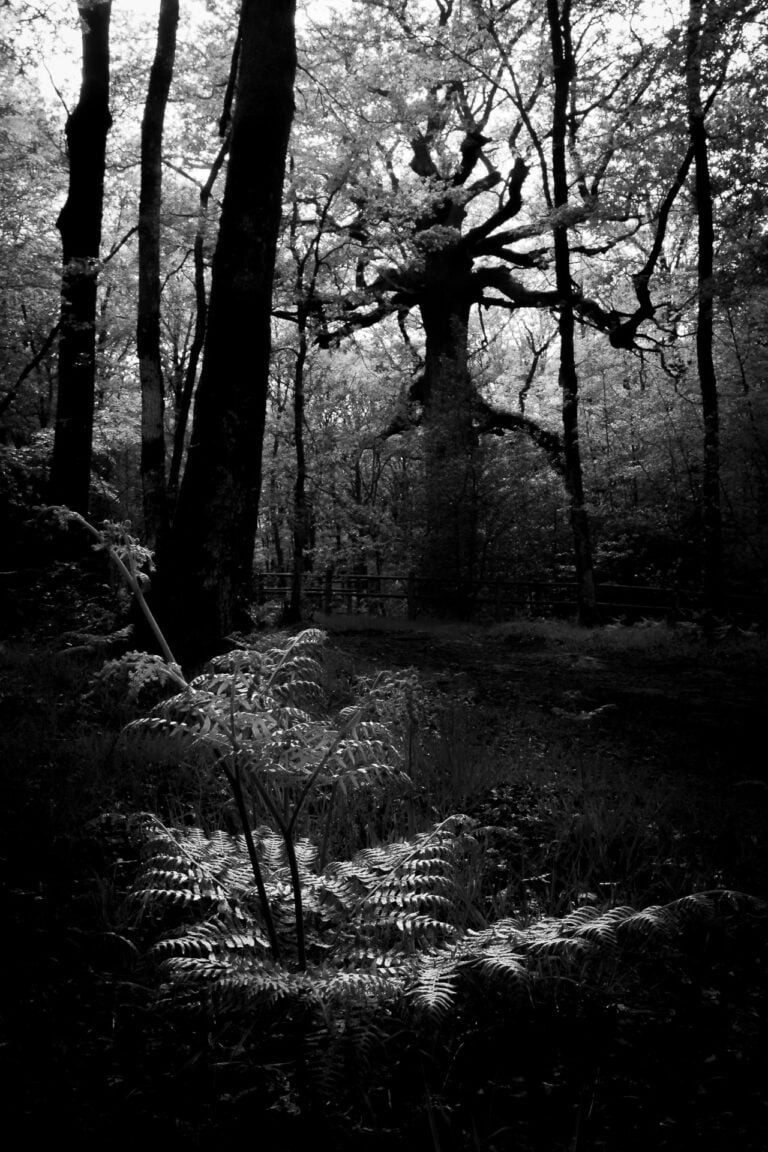 Der Chêne des Hindrés, eine alte Eiche hinter Farnen im Wald von Brocéliande, Frankreich.