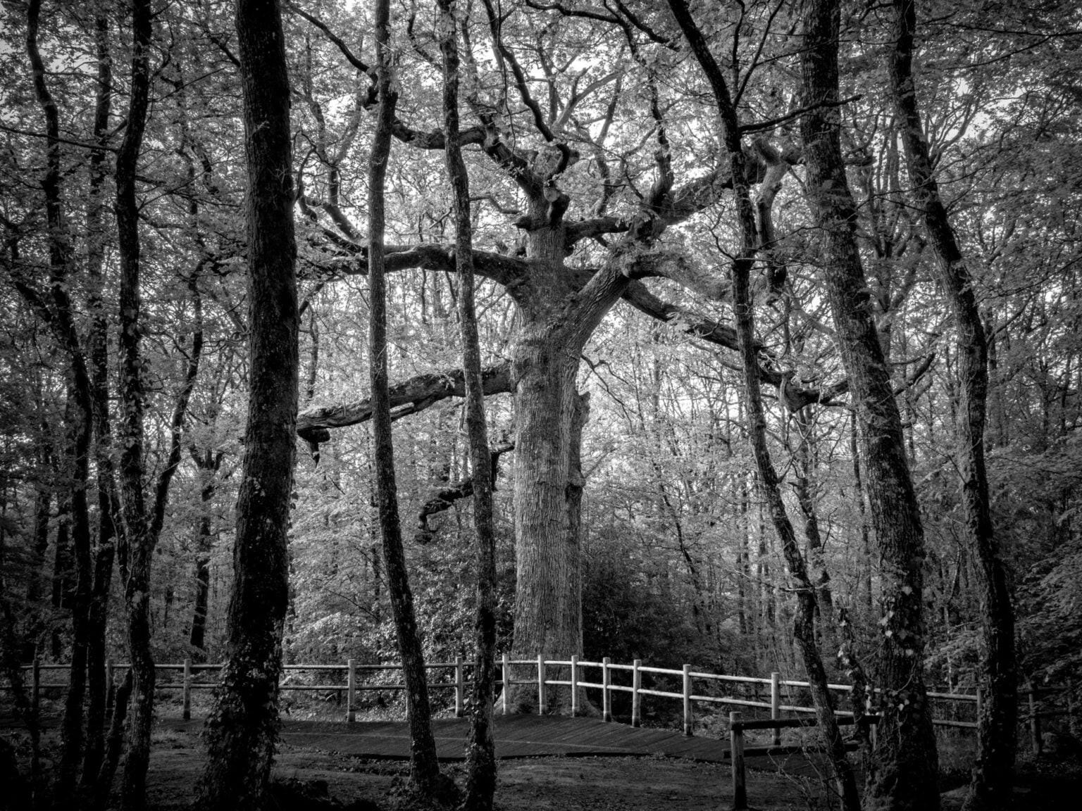Le chêne des Hindrés, vieil arbre entouré de hauts troncs, en forêt de Brocéliande, France.
