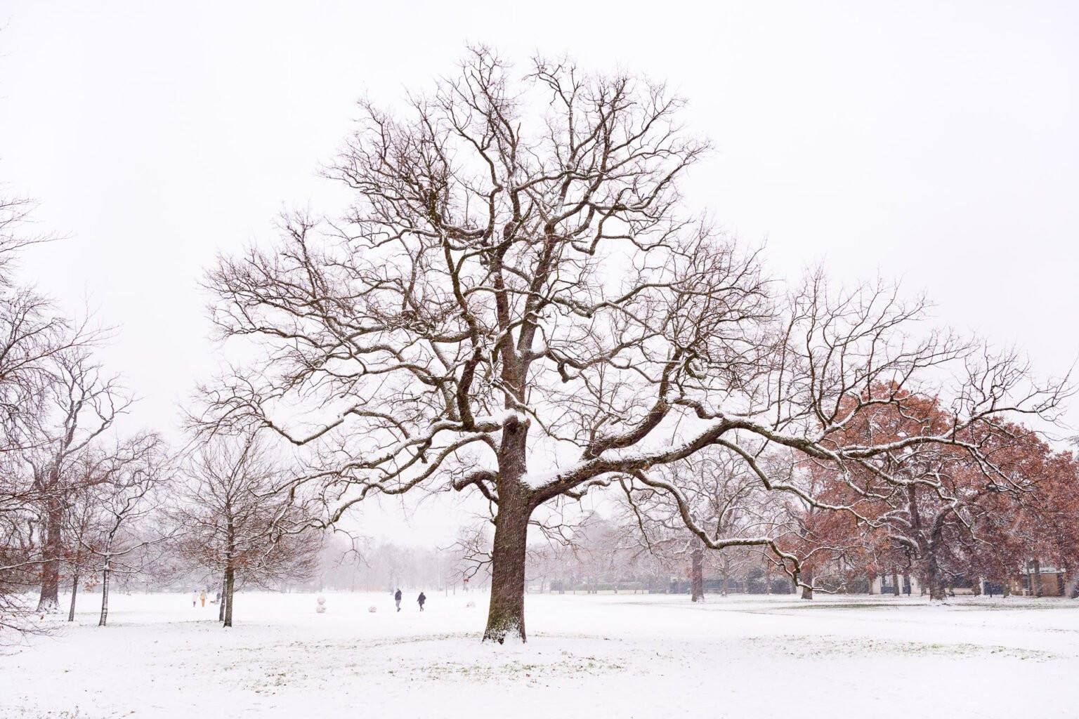 Winter tree in Le Vésinet at parc des Ibis, France.