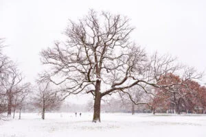 Winter tree in Le Vesinet at parc des Ibis, France