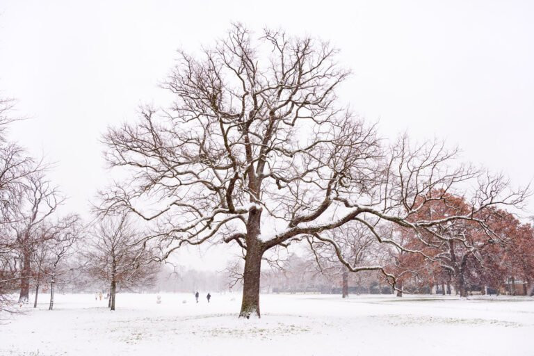 Winter tree in Le Vésinet at parc des Ibis, France.