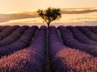 Sunset in lavanda fields in Valensole