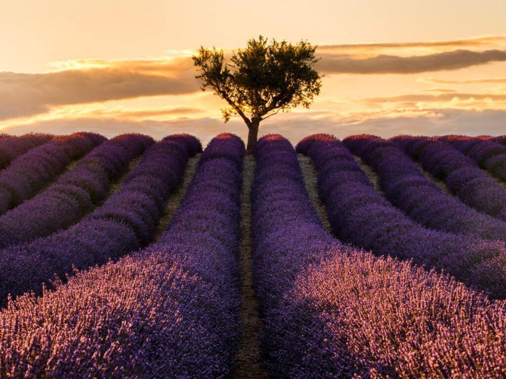 Sunset in lavanda fields in Valensole