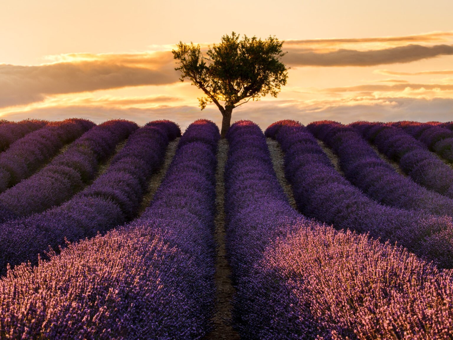 Champ de lavande et arbre solitaire à Valensole, France