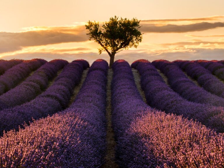 Lavender field and lonely tree in Valensole, France