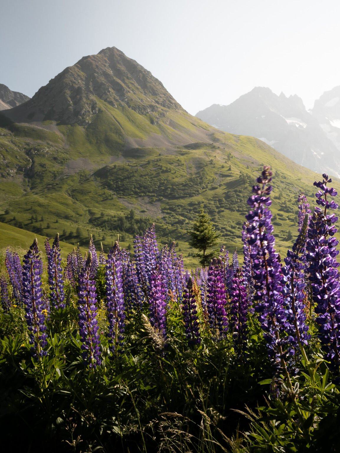Col du Lautaret, Alpes, France.