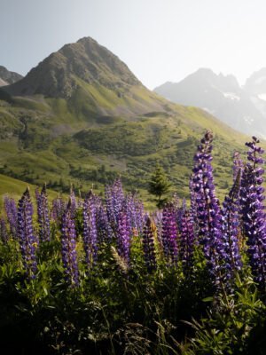 Col du Lautaret, Alps, France