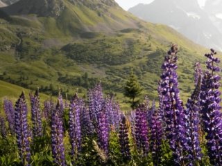 Lupines flowers near Col du Lautaret in the Alps
