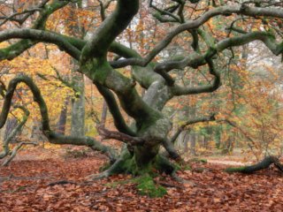 Tree at Les Faux de Verzy forest