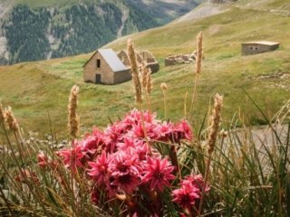 Camp des fourches and flowers