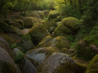 Forest of Huelgoat at sunrise