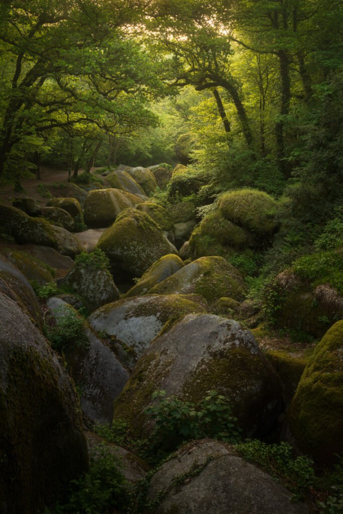 Forest of Huelgoat at sunrise