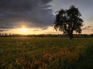 Field at sunset with a pear tree