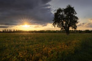 Pear tree at sunset. Choisel, Yvelines, France.