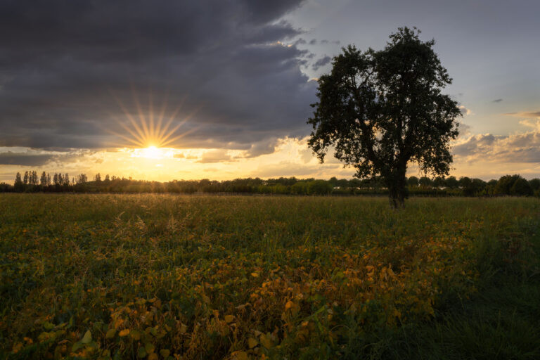 Poirier au coucher du soleil. Choisel, Yvelines, France.