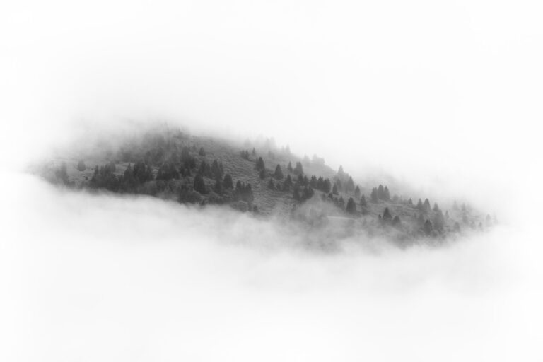 Forest in the alps, Méribel, France.