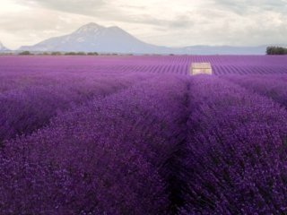 Lavanda fields in Puimoisson, Provence