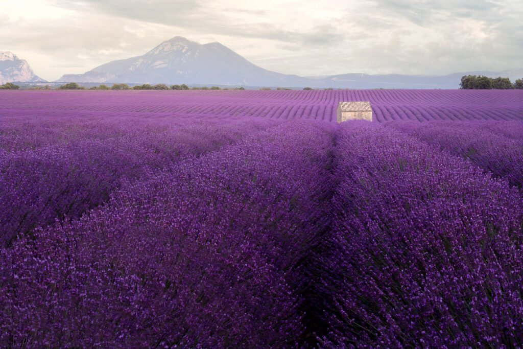 Lavanda fields in Puimoisson, Provence