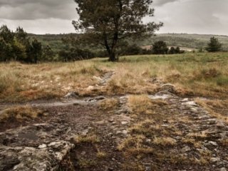 Lonely tree in Broc&eacute;liande forest