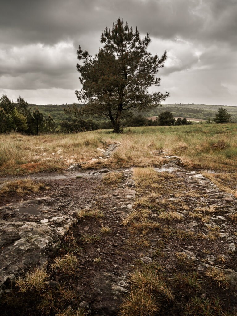 Lonely tree in Brocéliande forest