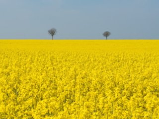 Pair of trees and rapeseed tree