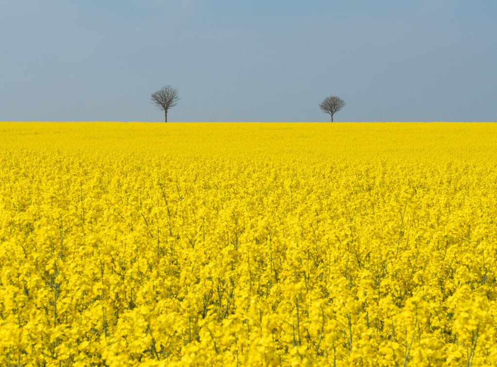 Pair of trees and rapeseed tree