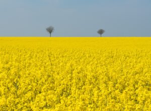 Rapeseed field at Berck-sur-Mer, France.
