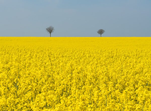 Rapeseed field at Berck-sur-Mer, France.