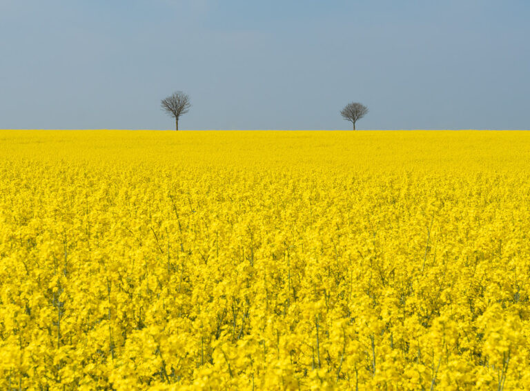Rapeseed field at Berck-sur-Mer, France.