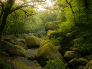 Forest of Helgoat at sunrise