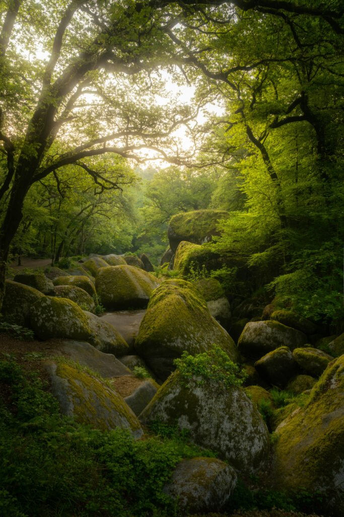 Forest of Helgoat at sunrise