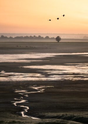 Common cranes flying above Lac du Der, France.