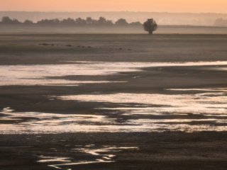 Common cranes flying on Lac du Der at autumn