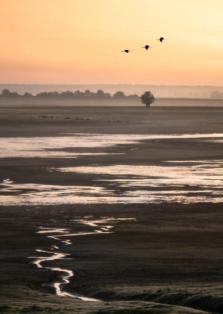 Common cranes flying on Lac du Der at autumn