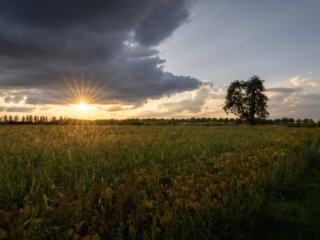 Pear tree in the field at sunset