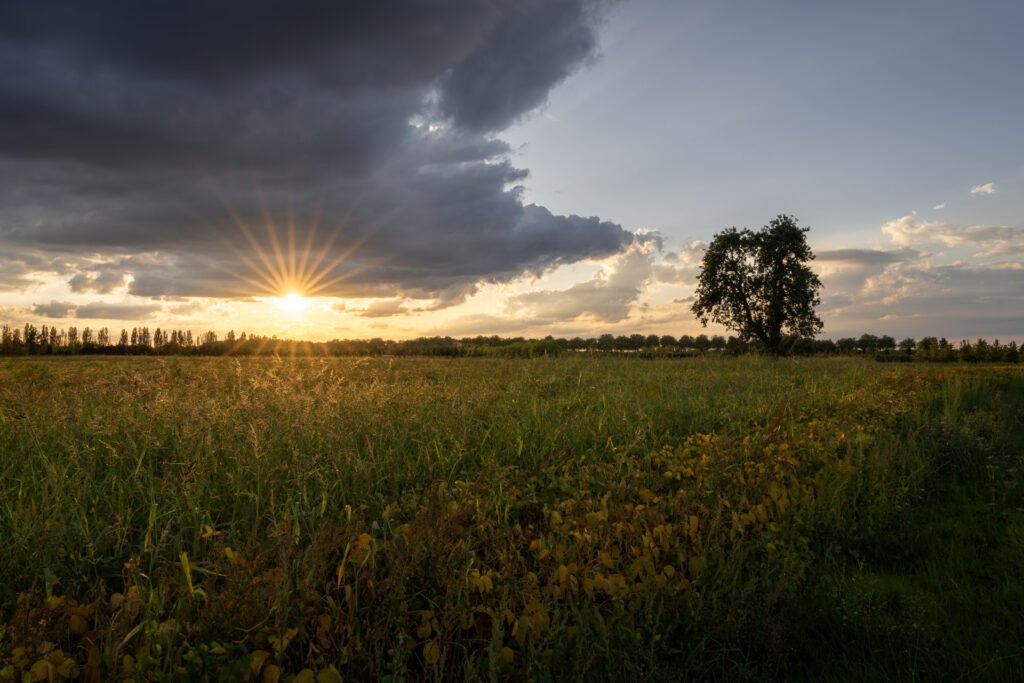 Pear tree in the field at sunset