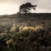 Lonely tree in the Broceliande forest, France