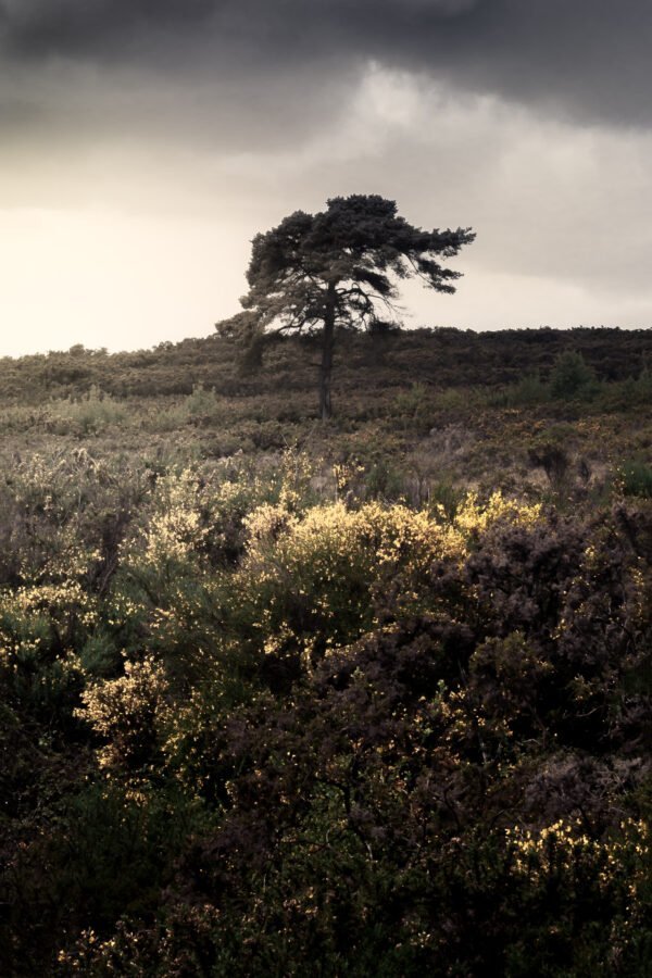 Arbre solitaire dans la forêt de Brocéliande, France