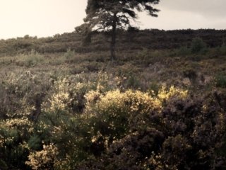 Lonely tree in the Broc&eacute;liande forest