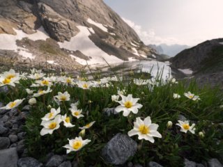 Flowers in the Alps mountains
